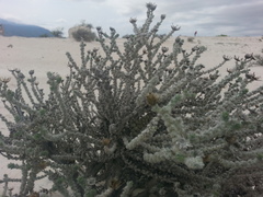 Xanthisma restiforme