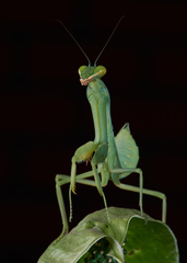 Hierodula tenuidentata