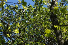 Loranthus europaeus