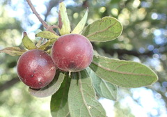 Diospyros lycioides