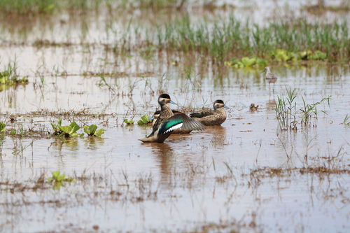 iNaturalist image