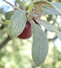 Diospyros lycioides