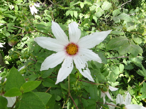 Dahlia campanulata, photograph 5
