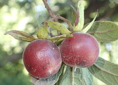 Diospyros lycioides
