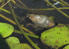 Pontastacus leptodactylus