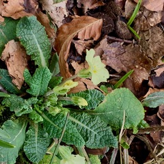 Primula vulgaris