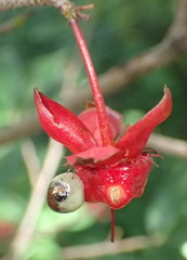 Ochna serrulata