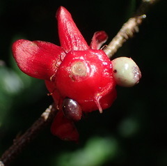 Ochna serrulata