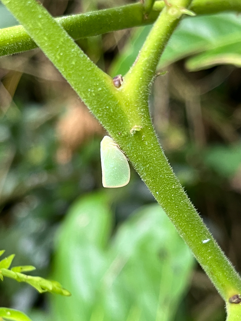 Genus Geisha Insect Geisha distinctissima in May 2026 by Nakatada Wachi · iNaturalist