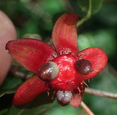 Ochna serrulata