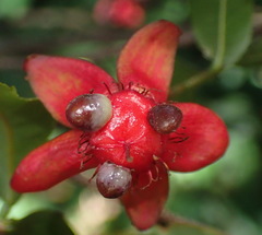 Ochna serrulata