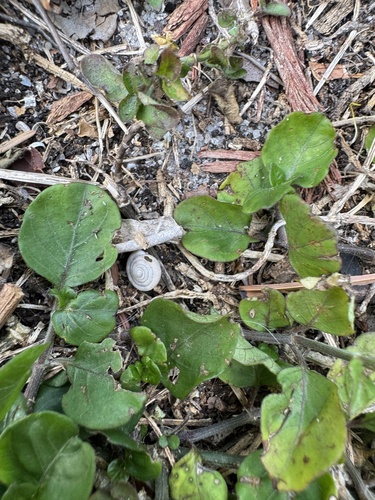 Polygyra cereolus