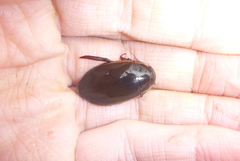 Dytiscus fasciventris