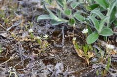 Stellaria edwardsii