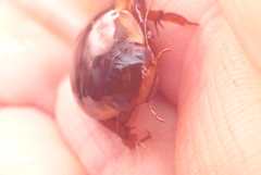 Dytiscus fasciventris