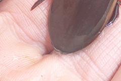 Dytiscus fasciventris