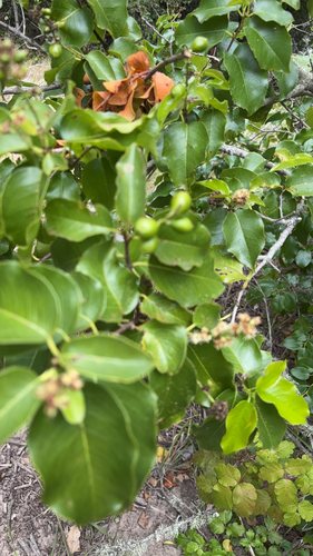 iNaturalist observation photo of hollyleaf cherry