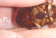 Dytiscus fasciventris