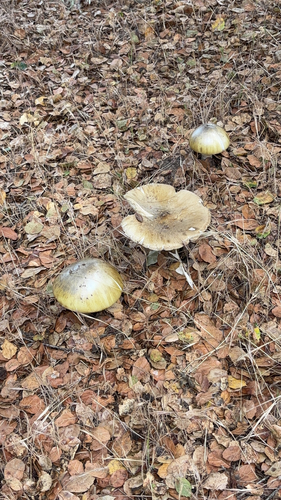iNaturalist observation photo of Deathcap