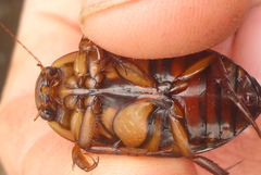 Dytiscus fasciventris