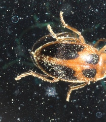 Sacodes pulchella