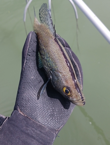 Black Crappie
