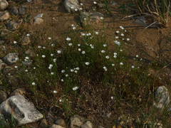 Stellaria edwardsii