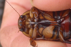 Dytiscus fasciventris