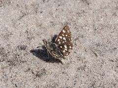 Spialia ferax
