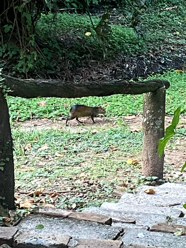Black-rumped Agouti