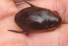 Dytiscus fasciventris