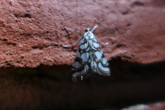 Nymphula nitidulata