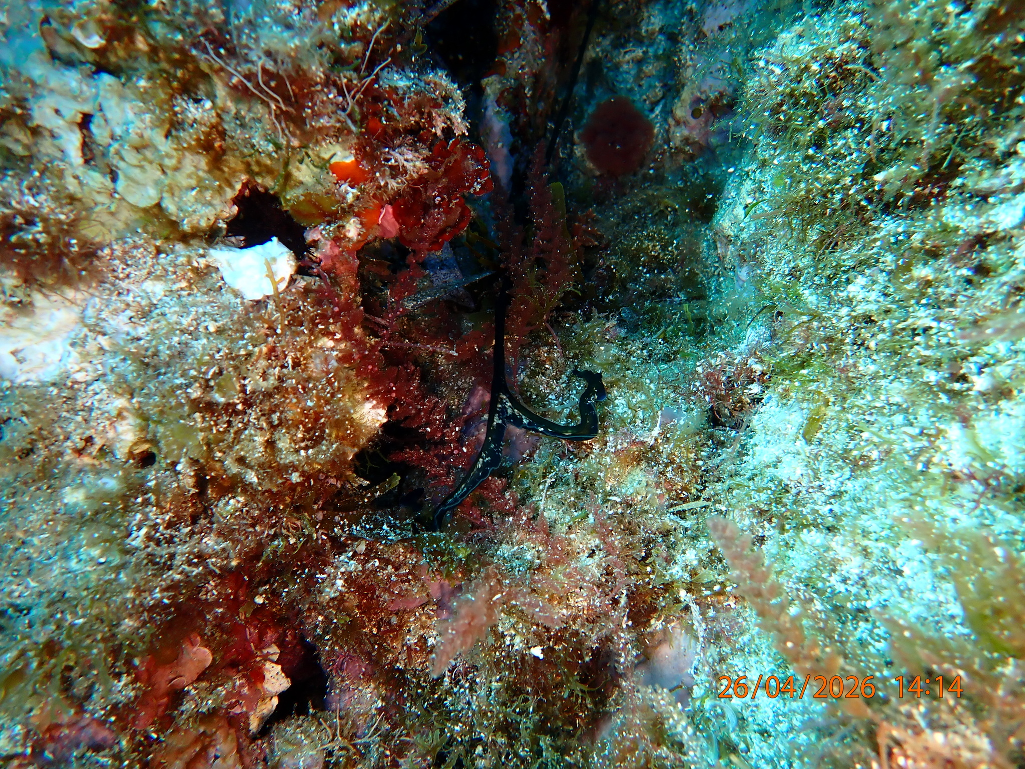 Bonellia viridis Rolando, 1822