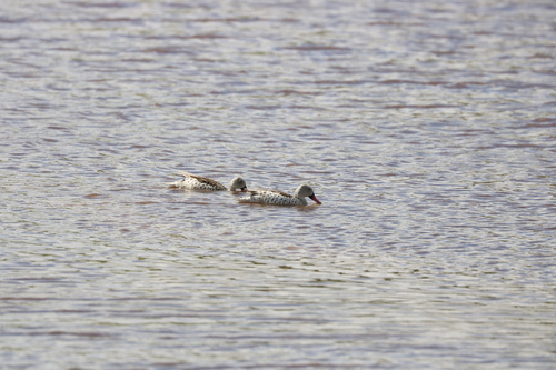 iNaturalist image