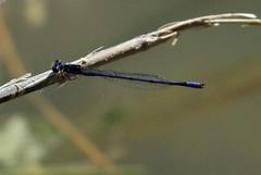 Enallagma semicirculare