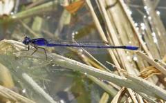 Enallagma semicirculare