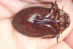 Dytiscus hybridus