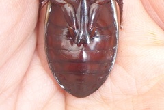 Dytiscus hybridus