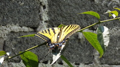 Papilio multicaudata