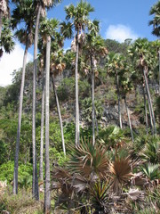 Borassus flabellifer