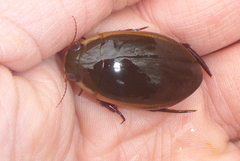 Dytiscus hybridus