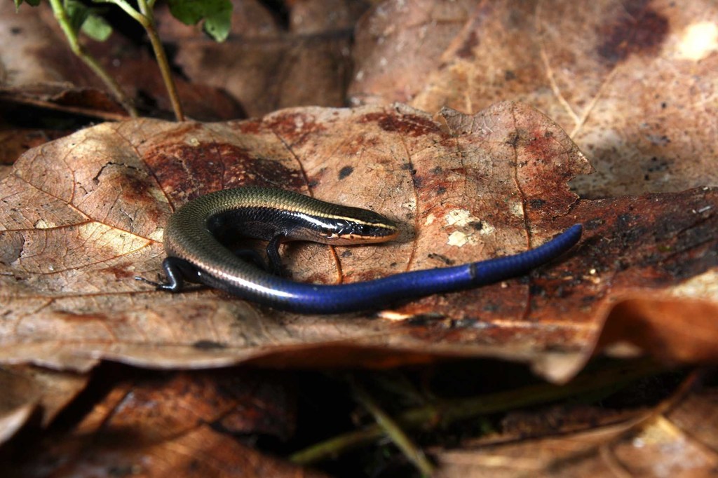 Balsas Blue-tailed Skink