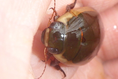 Dytiscus hybridus