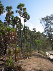 Borassus flabellifer