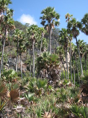 Borassus flabellifer