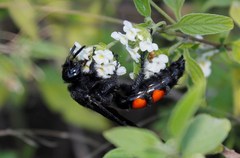 Pygodasis ephippium ephippium