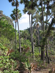 Borassus flabellifer