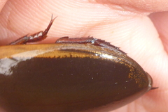 Dytiscus hybridus
