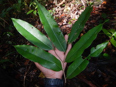 Aquilaria filaria