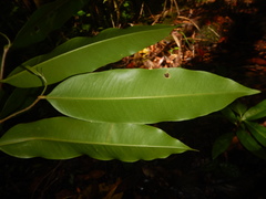 Aquilaria filaria